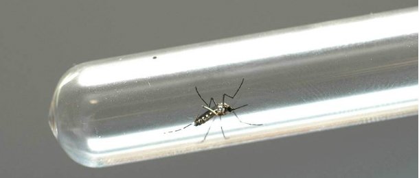 Dengue matou 12 pessoas no Distrito Federal em 2017